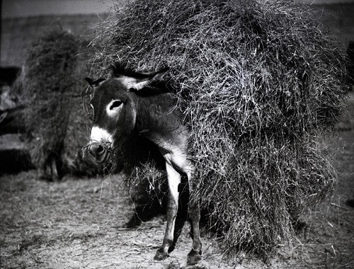 بادیه نشینان عربستان